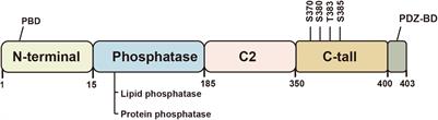 Phosphatase and Tensin Homolog in Non-neoplastic Digestive Disease: More Than Just Tumor Suppressor